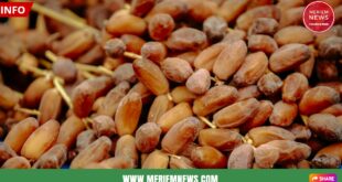 Les Dattes Algériennes, un trésor national